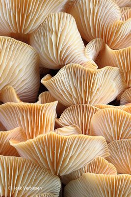 Flammulina velutipes - Gewoon Fluweelpootje 11.JPG