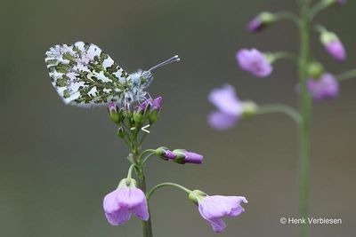 Anthocharis cardamines - Oranjetipje 5.JPG