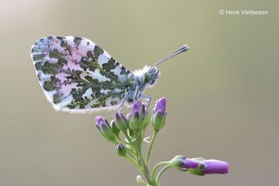 Anthocharis cardamines - Oranjetipje 6.JPG