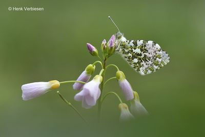 Anthocharis cardamines - Oranjetipje 2.JPG