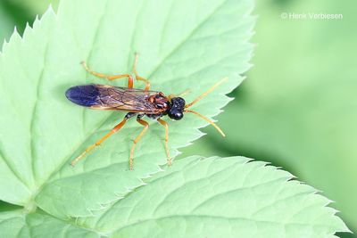 Tenthredo campestris.JPG