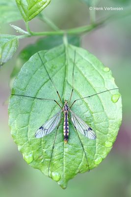 Nephrotoma quadrifaria - Zigzagtijger 3.JPG
