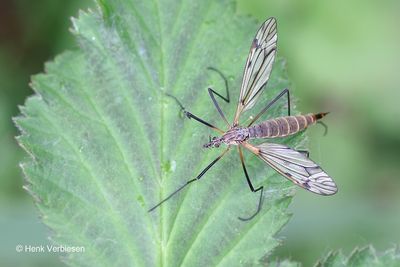 Tipula varipennis - Donkere Marmermug 2.JPG