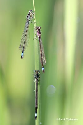 Ischnura elegans - Lantaarntje 1.JPG