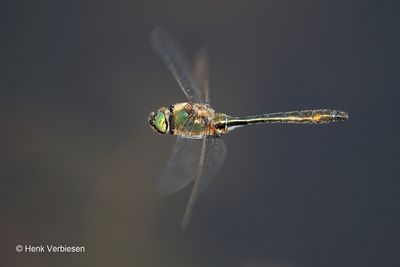 Cordulia aenea - Smaragdlibel 8.JPG