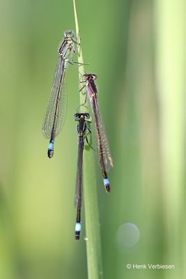 Ischnura elegans - Lantaarntje 2 JPG