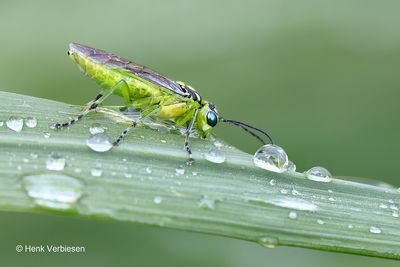 Rhogogaster chlorosoma 1.JPG