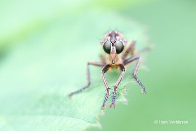 Eutolmus rufibarbis - Roodbaardroofvlieg 7.JPG