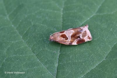 Archips xylosteana - Gevlamde Bladroller 3.JPG