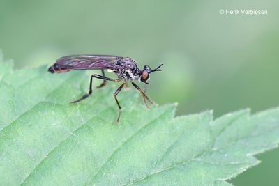 Dioctria hyalipennis - Gewone Bladjager.JPG