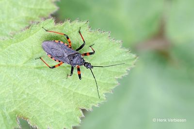 Rhynocoris annulatus - Geringde Roofwants 1.JPG