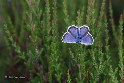Plebejus argus - Heideblauwtje 10.JPG