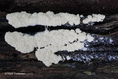 Fuligo septica var. candida 2.JPG