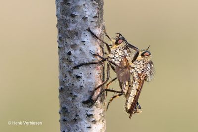Eutolmus rufibarbis - Roodbaardroofvlieg 2.JPG