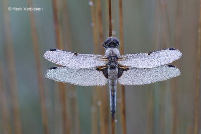 Libellula quadrimaculata - Viervlek 3.JPG