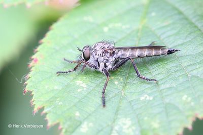 Tolmerus atricapillus - Gewone Roofvlieg 5.JPG