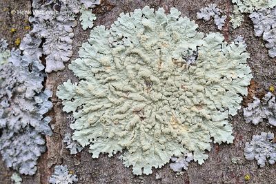 Flavoparmelia soredians - Groen Boomschildmos 2.JPG