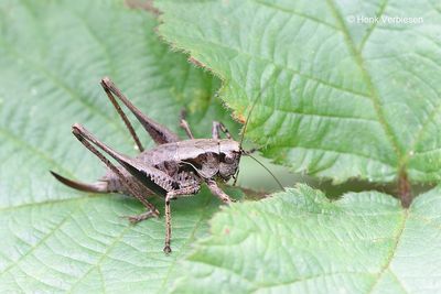 Pholidoptera griseoaptera - Bramensprinkhaan 1.JPG