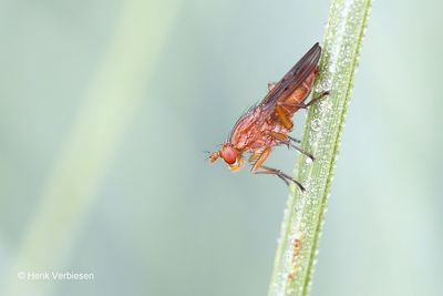 Sciomyzidae - Slakkendodende Vliegen