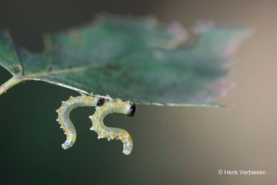 Pristiphora testacea 1.JPG