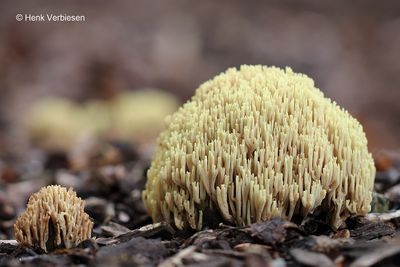 Ramaria stricta - Rechte Koraalzwam 3.JPG