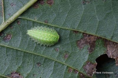 Apoda limacodes - Slakrups.JPG