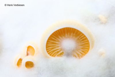 Phyllotopsis nidulans - Oranje Oesterzwam 2.JPG