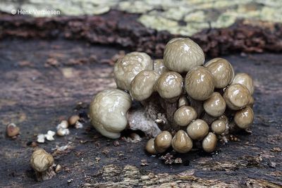 Oudemansiella mucida - Porseleinzwam 6.JPG