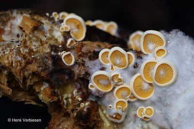 Phyllotopsis nidulans - Oranje Oesterzwam 1.JPG