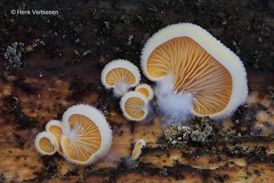 Phyllotopsis nidulans - Oranje Oesterzwam 3.JPG