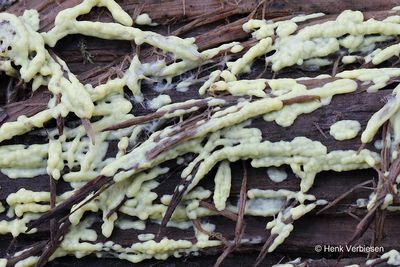 Lamproderma arcyrioides - Purper Parelmoerkopje 1.JPG