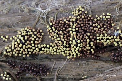 Lamproderma arcyrioides - Purper Parelmoerkopje 6.JPG