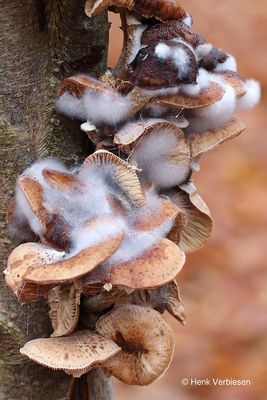 Armillaria ostoyae - Sombere Honingzwam 7.JPG