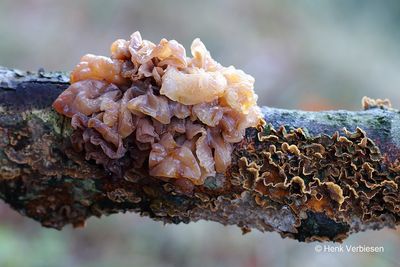 Tremella foliacea - Bruine Trilzwam 1.JPG