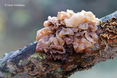 Tremella foliacea - Bruine Trilzwam 2.JPG