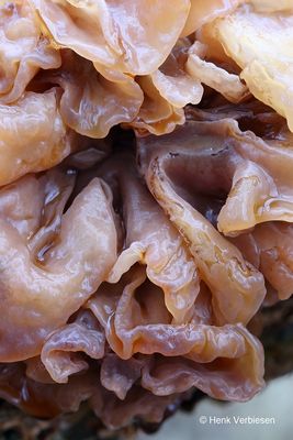 Tremella foliacea - Bruine Trilzwam 7.JPG