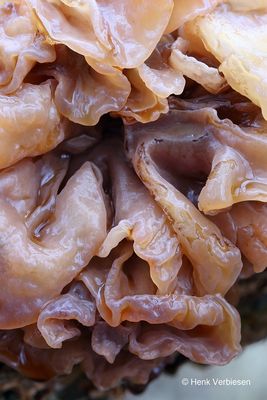 Tremella foliacea - Bruine Trilzwam 6.JPG