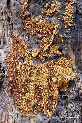 Trichia varia - Fopdraadwatje 2.JPG