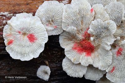 Hypomyces rosellus - Hangende Zwameter 4.JPG