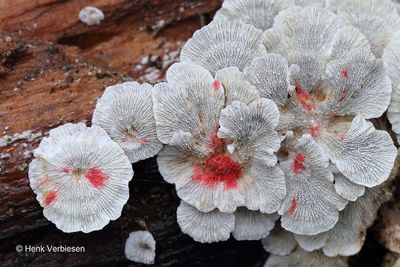 Hypomyces rosellus - Hangende Zwameter 3.JPG
