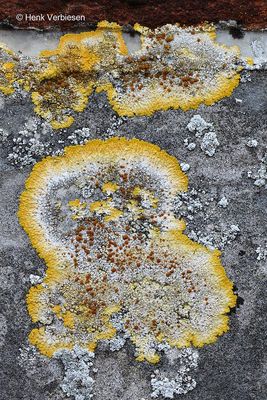 Variospora aurantia - Platte Citroenkorst 3.JPG