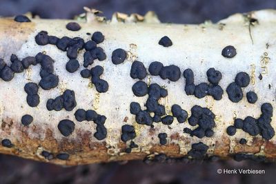 Hypoxylon fuscum - Gladde Kogelzwam JPG