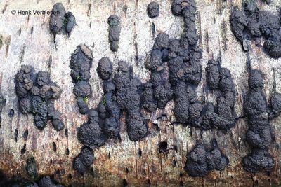 Annulohypoxylon multiforme - Vergroeide Kogelzwam.JPG