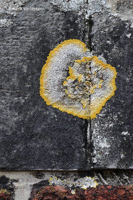 Variospora aurantia - Platte citroenkorst 7.JPG