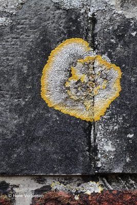 Variospora aurantia - Platte citroenkorst 7.JPG