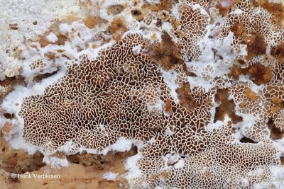 Ceriporia reticulata - Bosnetje 2.JPG