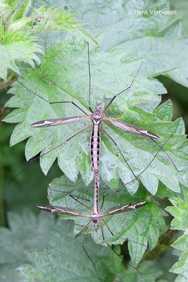 Tipula vittata - Broekbosreus 2.JPG