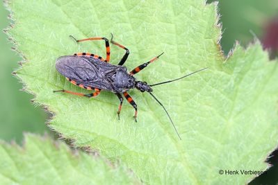 Reduviidae - Roofwantsen