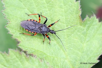 Rhynocoris annulatus - Geringde Roofwants 3.JPG