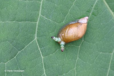 Succinea putris - Gewone Barnsteenslak 4.JPG
